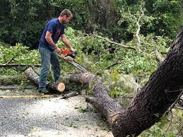 Reliable Suncrest, WA Tree Services Solutions