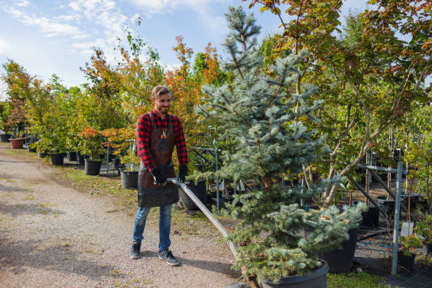 How Our Tree Care Process Works  in Suncrest, WA